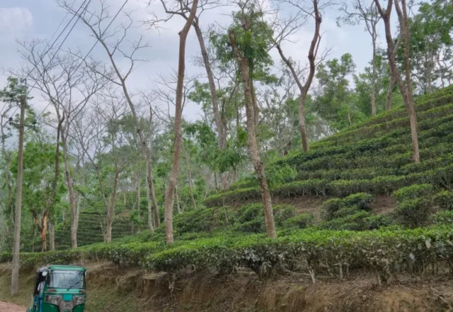 A CNG vehicle in the road of tea garden