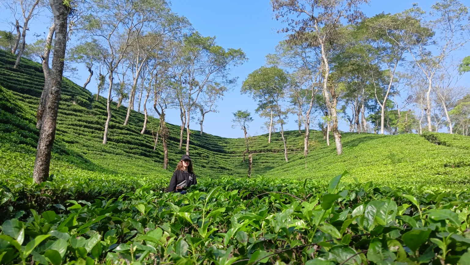 Rows of tea bushes in a Sylhet tea garden