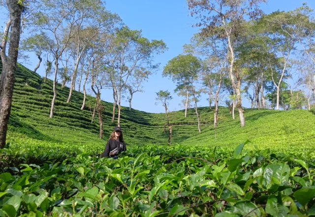 A beautiful click in tea garden