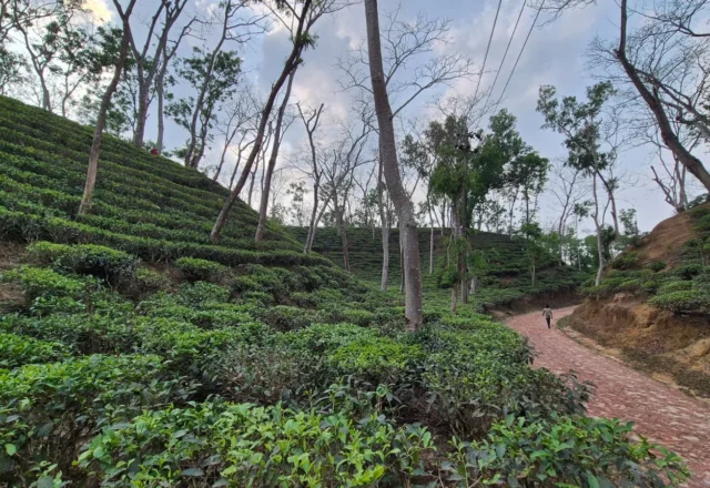 A beautiful road through the tea garden