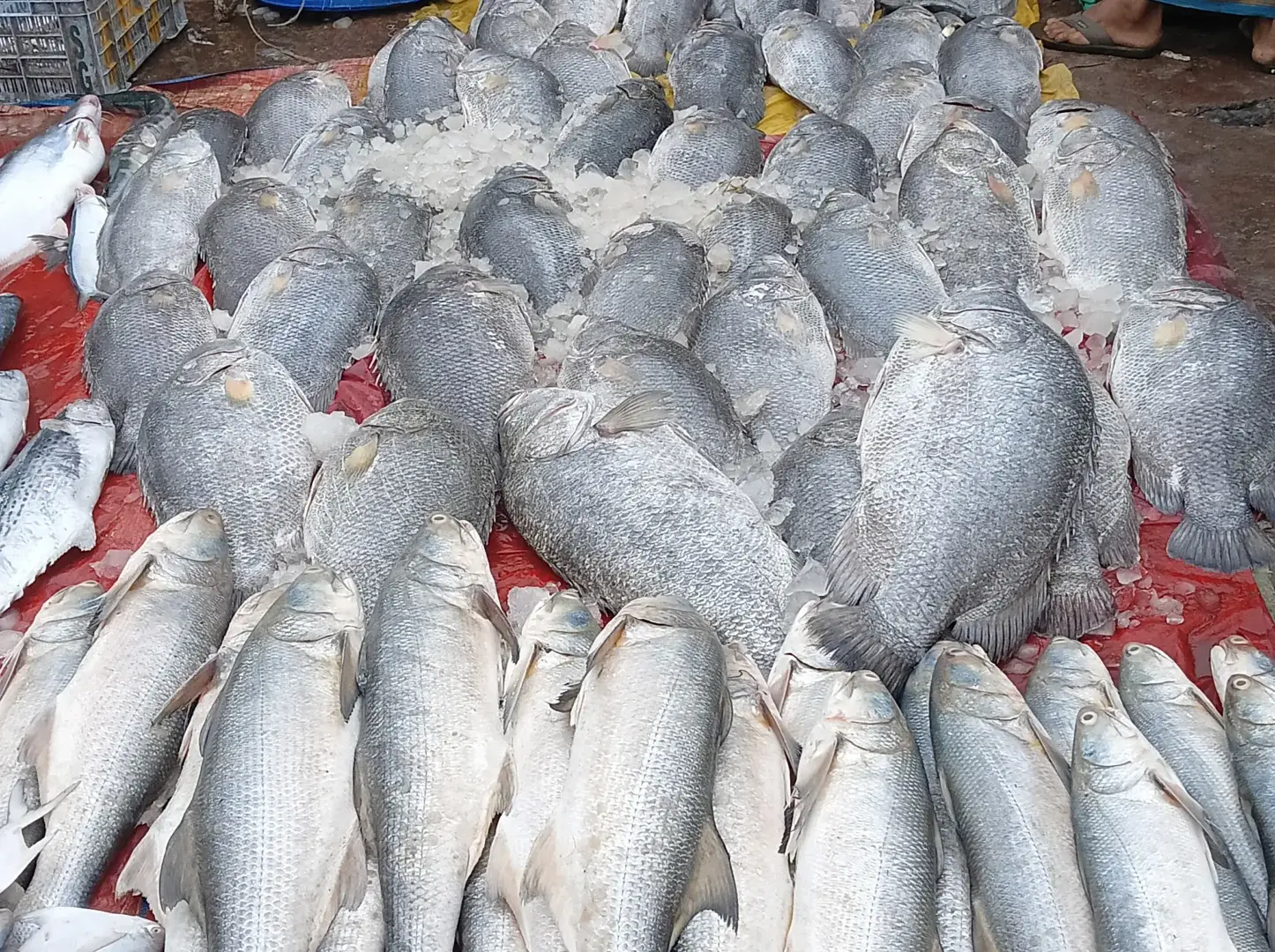 A bunch of black pomfret fish in fisheries market