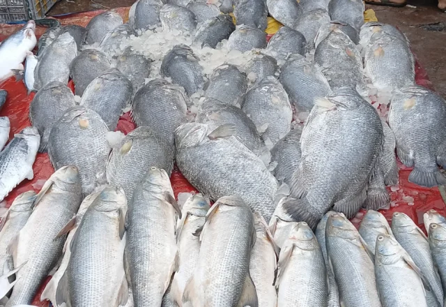 A bunch of black pomfret fish in fisheries market