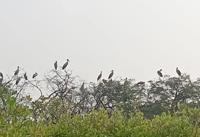 A group of birds at the top of the tree