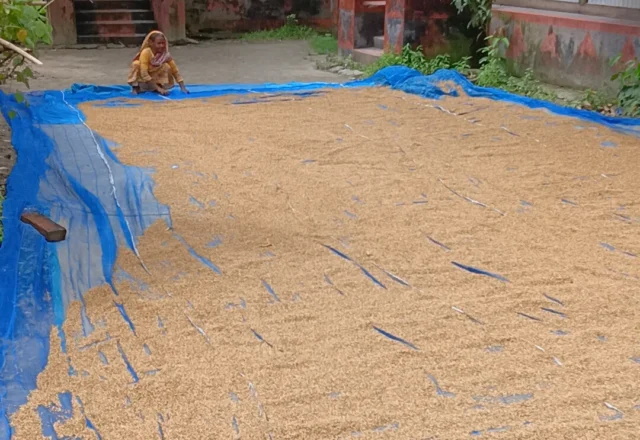 A local woman drying paddy in front of her house on Nolachor Island