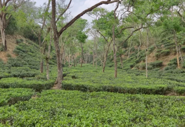 A long beautiful view of tea garden in Sreemangal