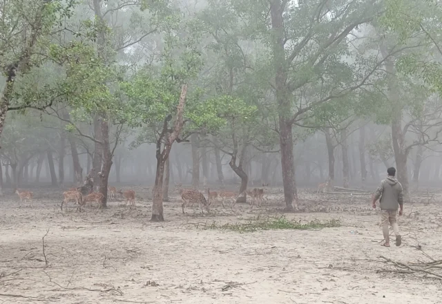 A man trying to get close to a pack of deer in Sundarbans