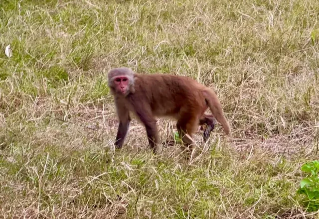 A monkey in Sundarbans