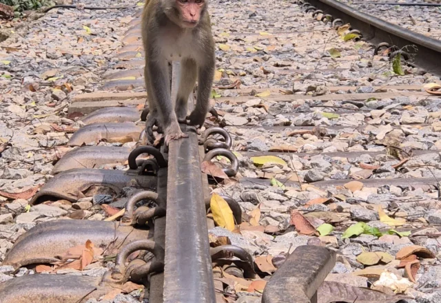 A monkey on the rail line