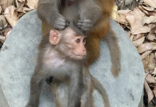 A monkey with its baby in Sundarbans