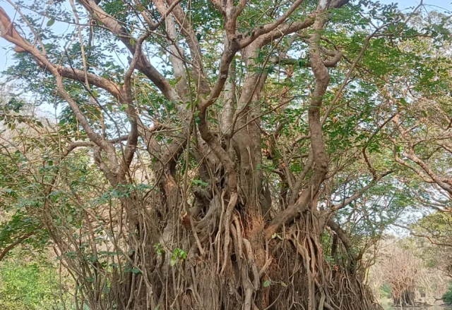 A mysterious drowned tree in the middle of the water