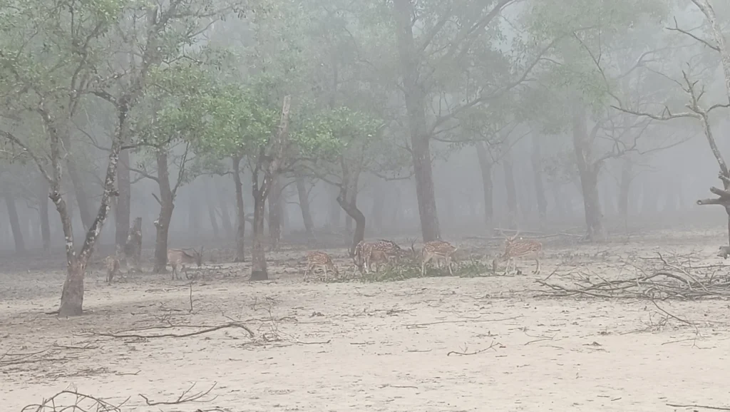 Spotted deer on a foggy morning in the Sundarbans