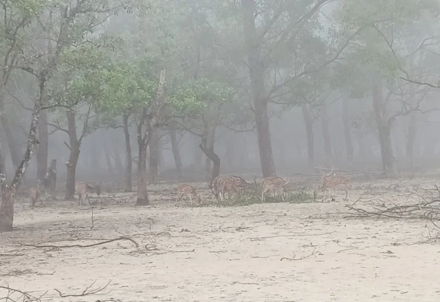 A pack of deer eating plants in a foggy morning