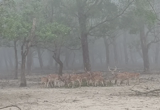 A pack of deer in the woods of Sundarbans