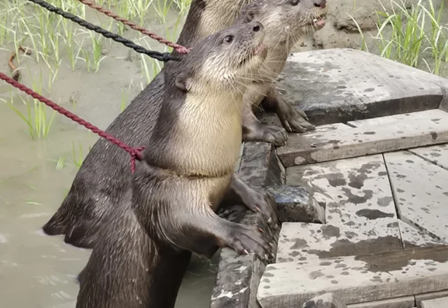 A pair of otters getting prepared to catch fish
