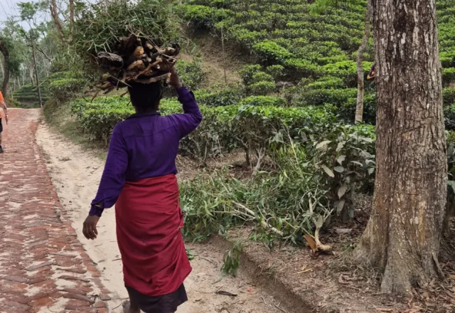 A tea worker returning to her home with firewood