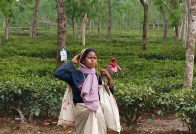 A tea worker waiting for someone on her way back to home