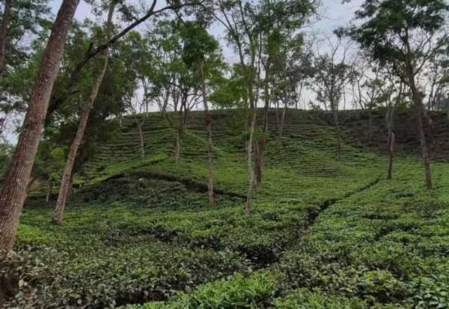 Tea garden in Sreemangal