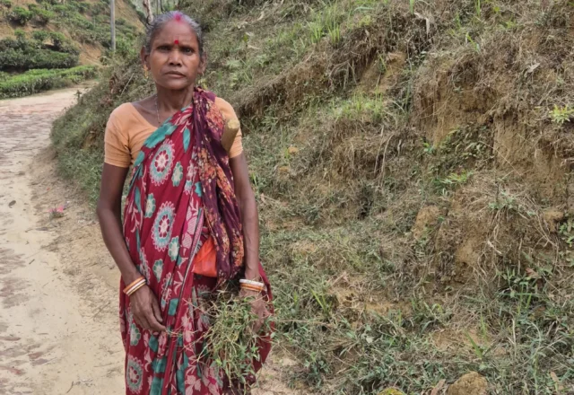 An older tea worker woman