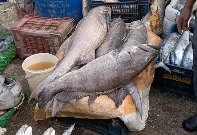 Black pomfret fish in fisheries ghat