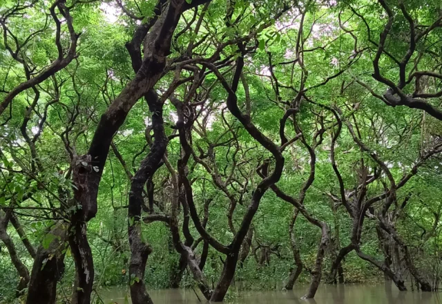 Boat riding at Ratargul Swamp Forest