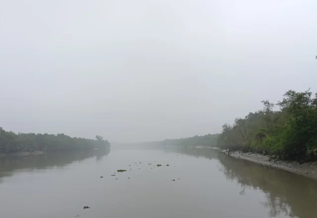 Deep forest Sundarbans