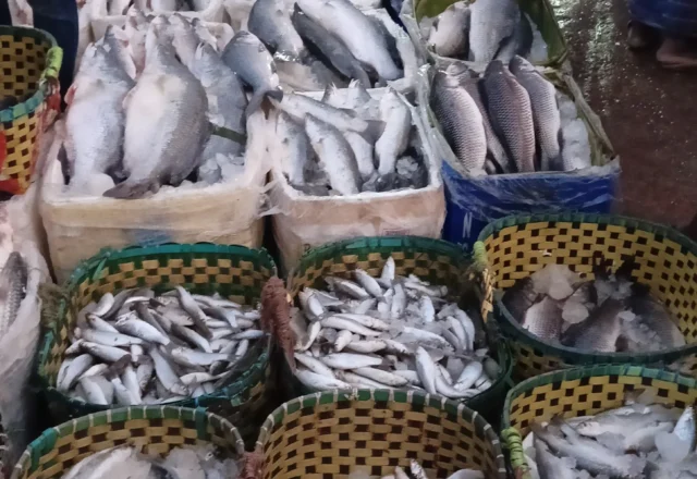 Different kind of sea fish in Fishery Ghat
