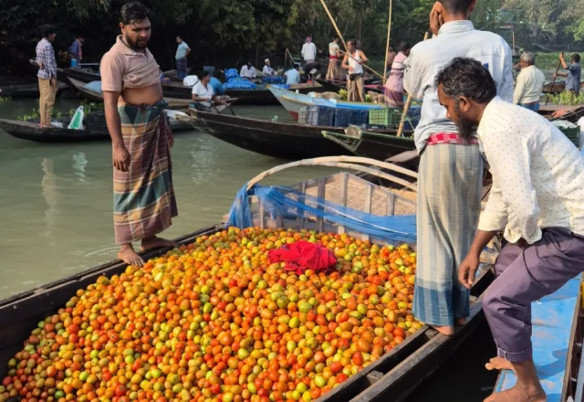 Farmers selling tomato in floating market Barishal