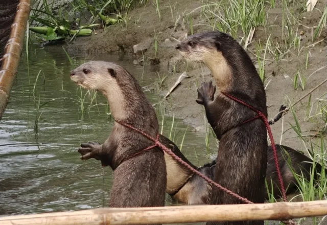 Fish hunting otters in pair