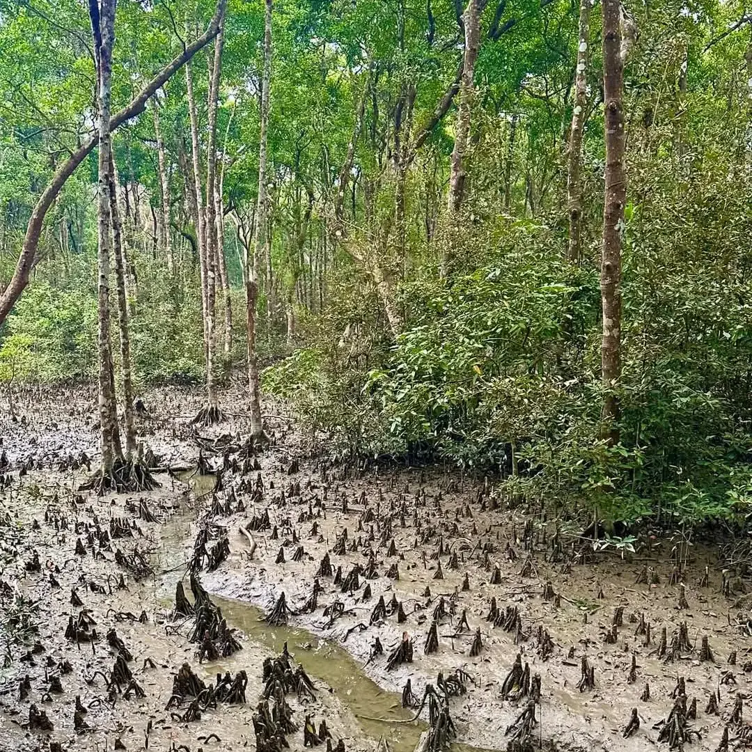 Inside Sundarbans forest