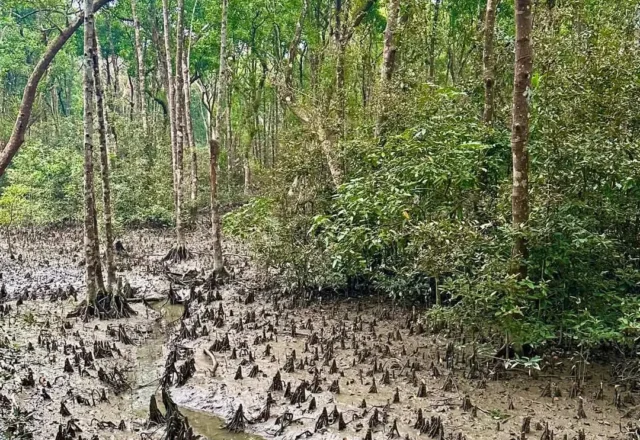 Inside Sundarbans forest