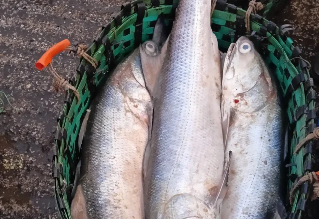 Large fish in Fishery Ghat