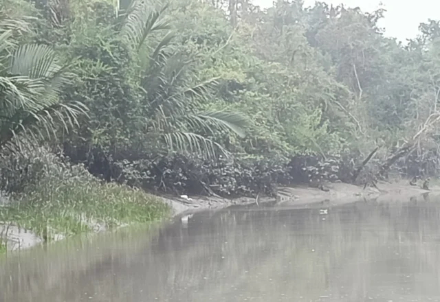 Mangrove forest Sundarbans