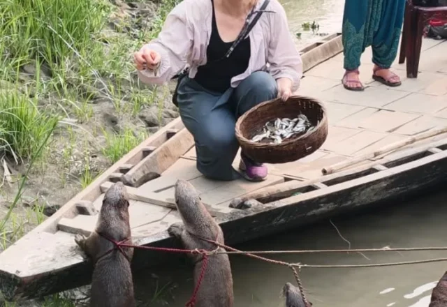 Otters catching fish in front of tourists