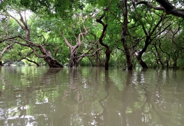 Ratargul Swamp Forest