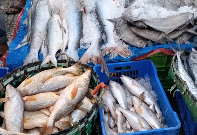 Tasty coral fish in Fishery Ghat