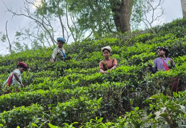Women labourers collection tea leaf in tea garden