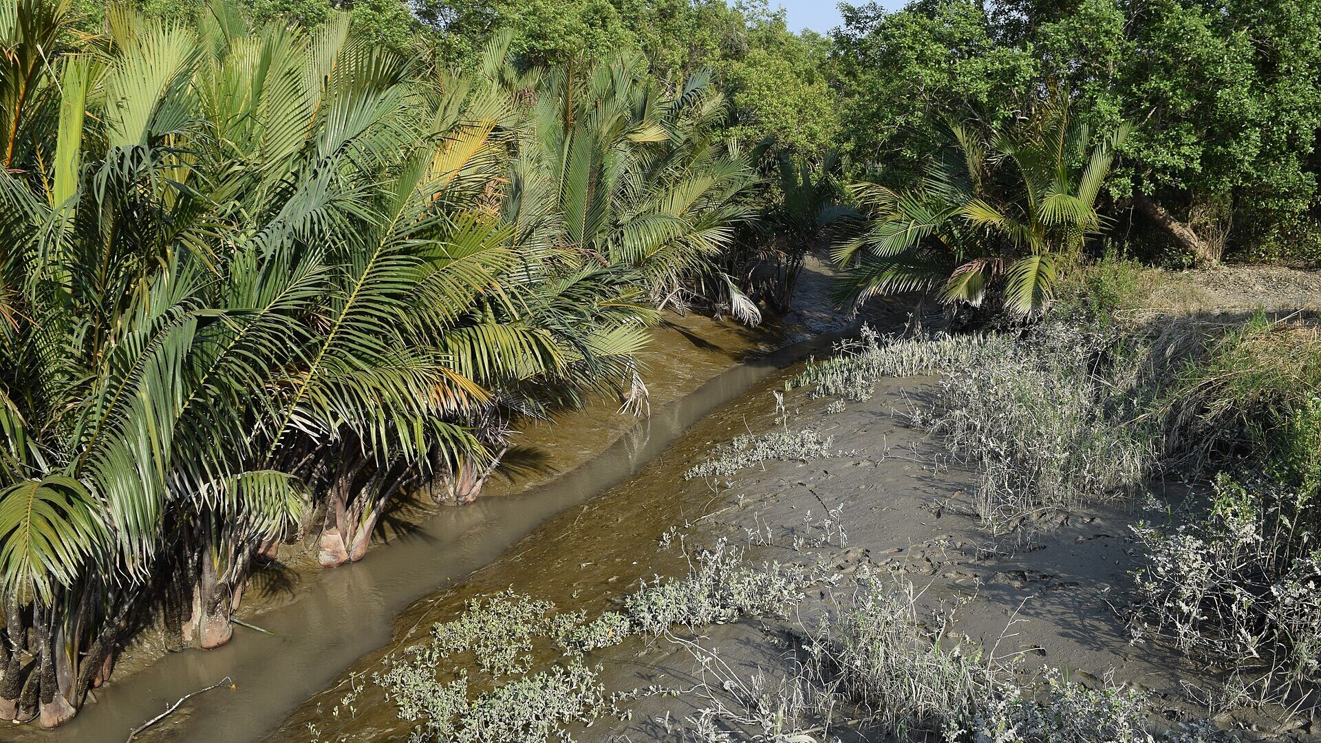 Mangrove forest at Harbaria in the Sundarbans