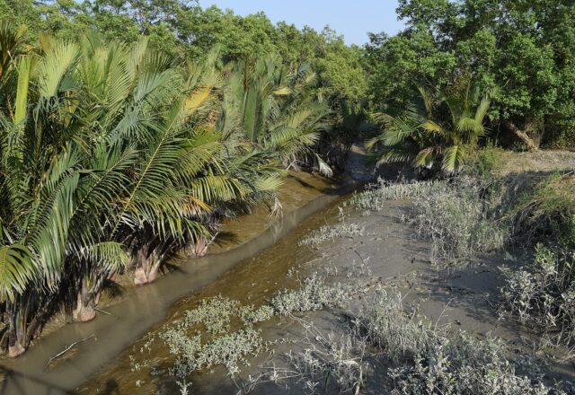Mangrove forest at Harbaria in the Sundarbans