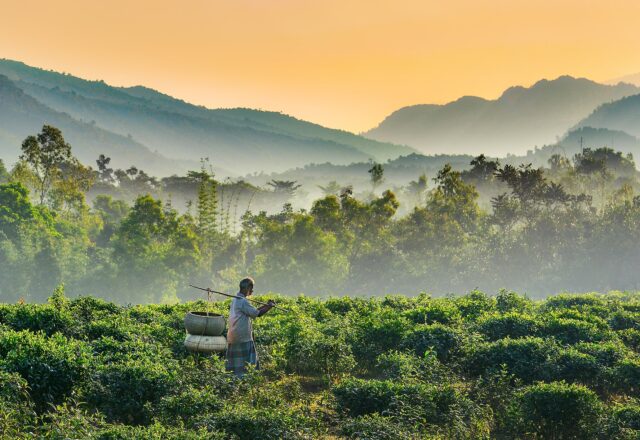 Man carrying a shoulder yoke through the countryside at Jaflong, Sylhet