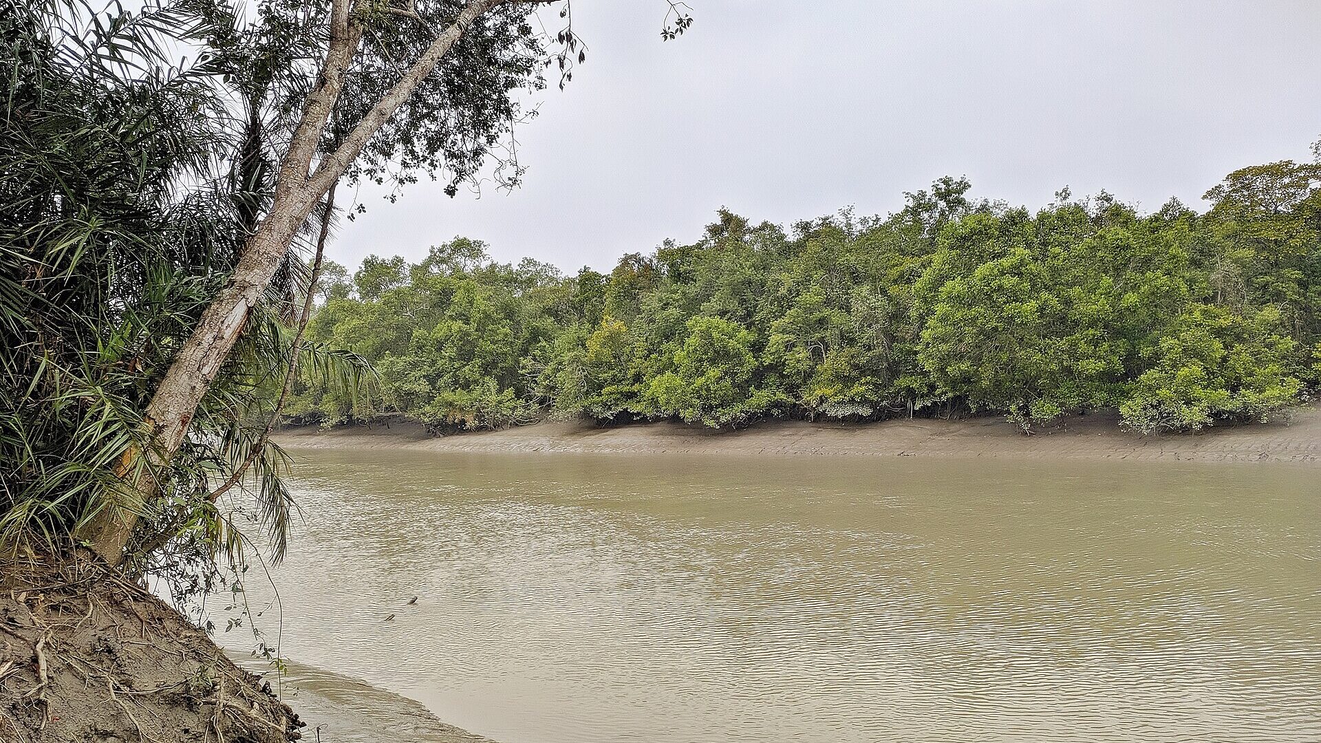 Karamjal Point in the Sundarbans