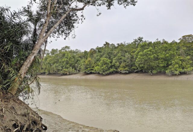 Karamjal Point in the Sundarbans