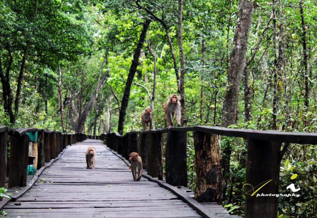 Wildlife Breeding Centre at Karamjal in the Sundarbans