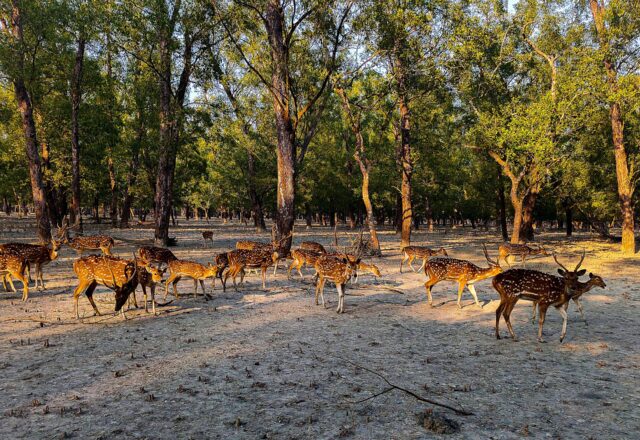 Katka Wildlife Sanctuary in the Sundarbans