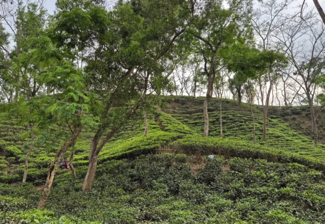 Noorjahan tea garden at sreemangal sylhet