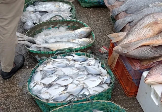 Pomfret and coral fish