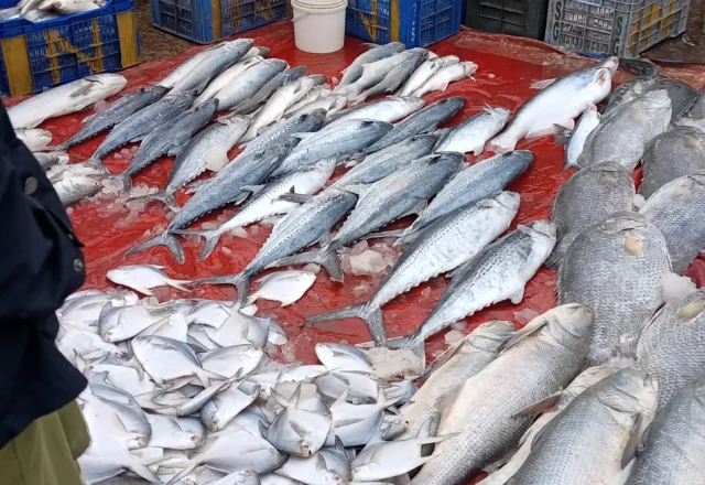 Pomfret and tuna