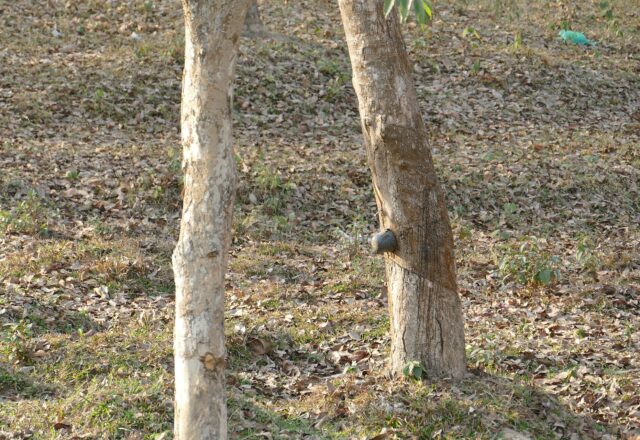 Rows of rubber trees in a plantation near Sreemangal