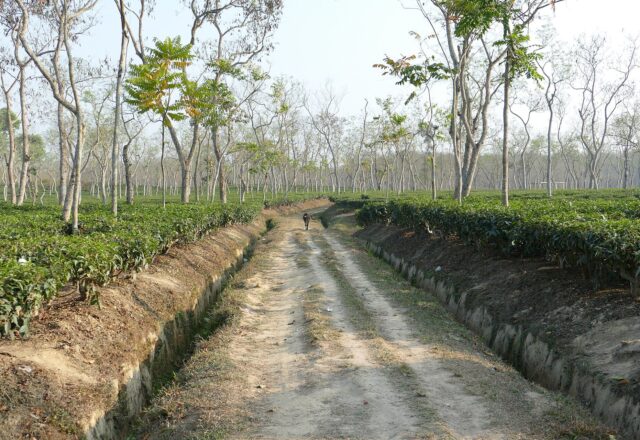 A path through a tea garden in Sreemangal, Sylhet