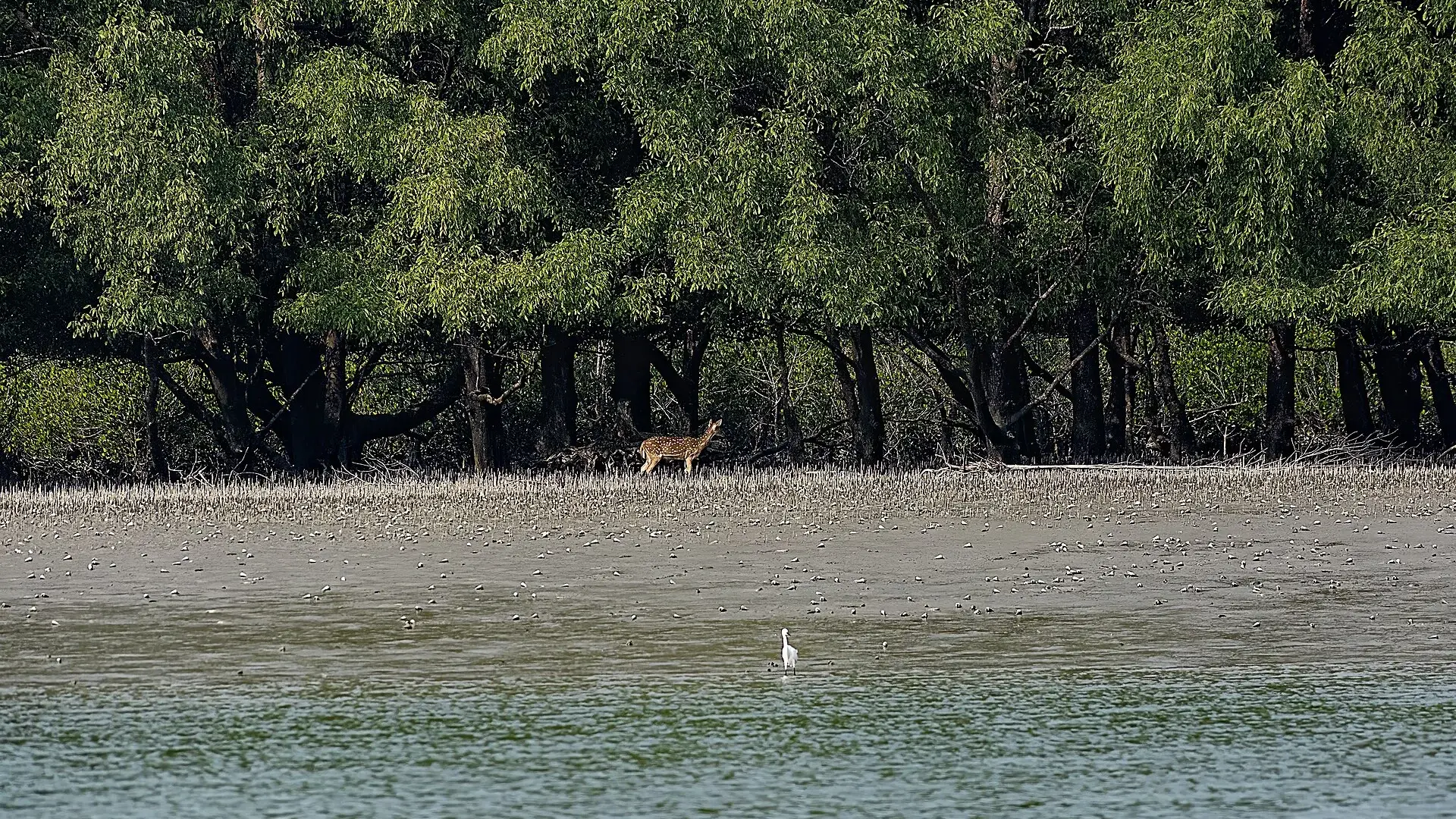 Mangrove forest in the Sundarbans, Bangladesh