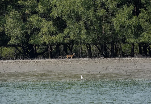 Mangrove forest in the Sundarbans, Bangladesh